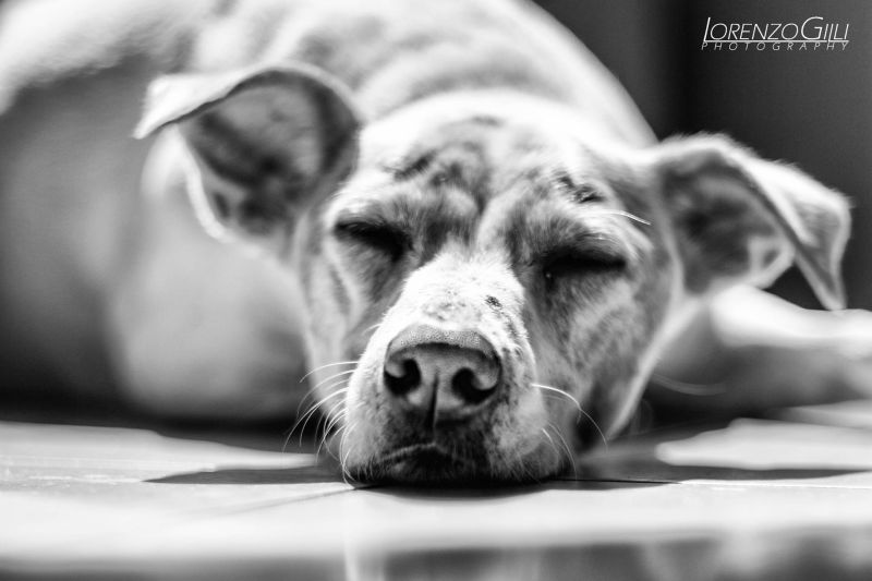 Incontri con il mondo animale