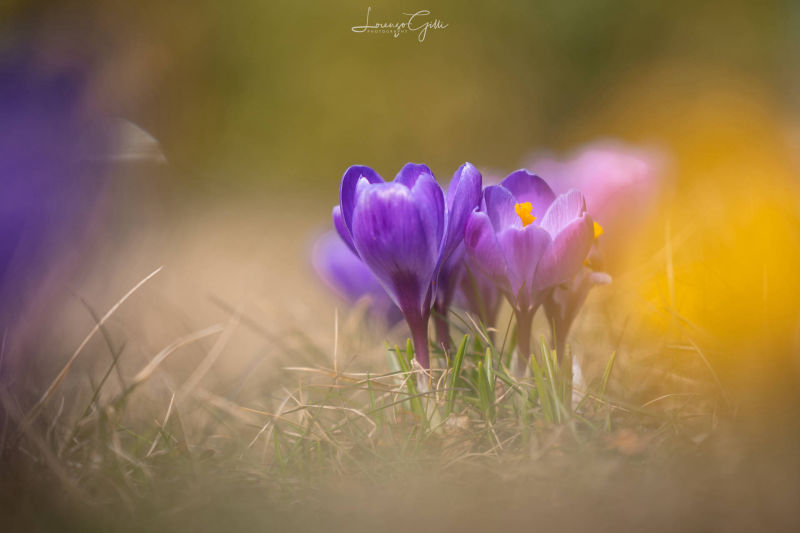 Forme e colori della natura